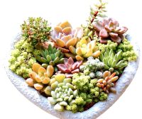 2026多肉植物行业最新动态：科技育种破圈，全民养肉风潮再升级