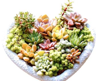 2026多肉植物行业最新动态：科技育种破圈，全民养肉风潮再升级