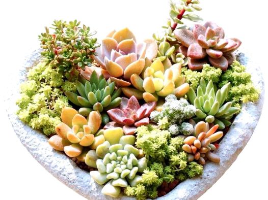 2026多肉植物行业最新动态：科技育种破圈，全民养肉风潮再升级